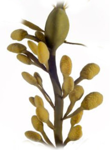 Ascophyllum Nodosum Extract (Fucoidan 4%, Fucose 1%)