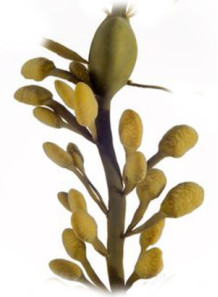 Ascophyllum Nodosum Extract...