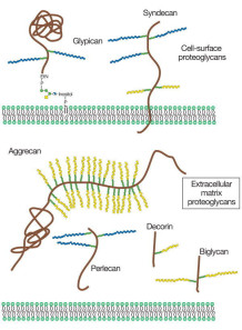  Glycosaminoglycans (Pure Powder)