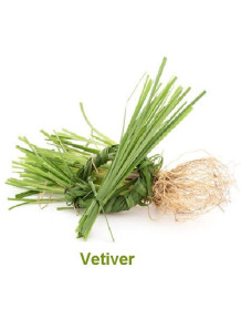  Vetiver (Ruh Khus Attar) Oil (Northern India)