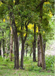 Sandalwood Oil (Australian)