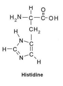  Histidine (L-Histidine)