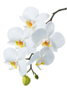 White Orchid Leaf Oil