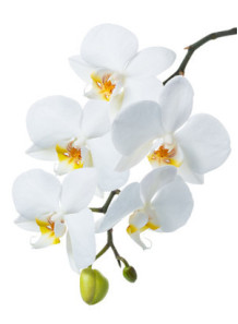  White Orchid Leaf Oil