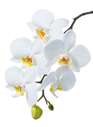 White Orchid Leaf Oil