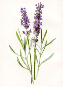  Lavender Oil (UK)