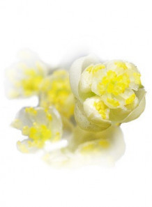 Litsea Cubeba (May Chang) Oil