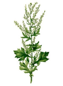 Armoise Oil (Wormwood Leaf...