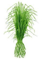 Vetiver Oil (China)