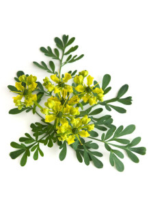 Rue Extract (Food Flavor, Water-Soluble)
