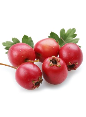 Kokum Butter (Refined)