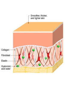 Atelocollagen (Pure Native...