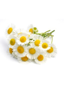 Chamomile Water (Anthemis...