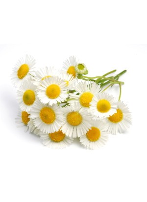 Chamomile Water (Anthemis Nobilis)