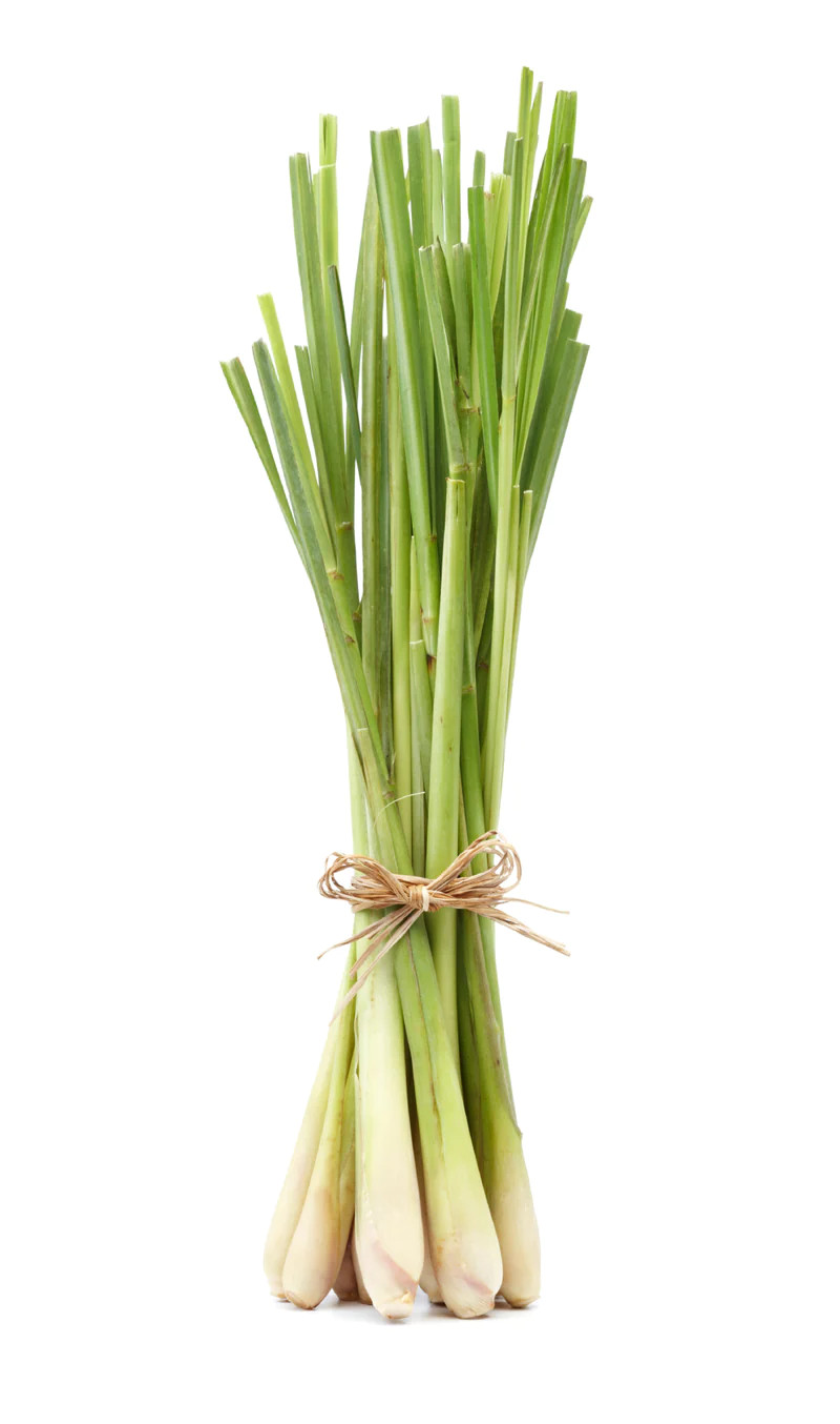 Citronella Oil (Synthetic, Economy)