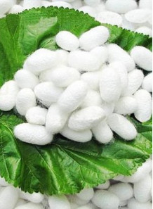  Hydrolyzed Silk Protein (Sericin, Powder, High Nitrogen)