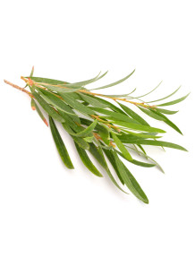 Tea Tree Oil (Australian)