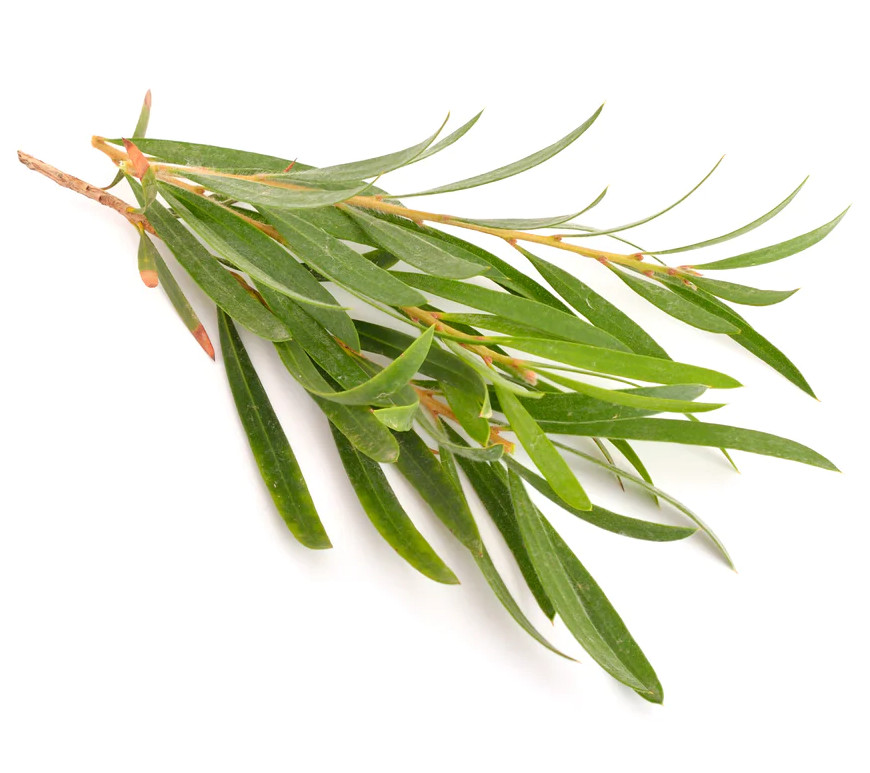 Tea Tree Oil (Australian)