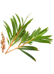 Tea Tree Oil (China)