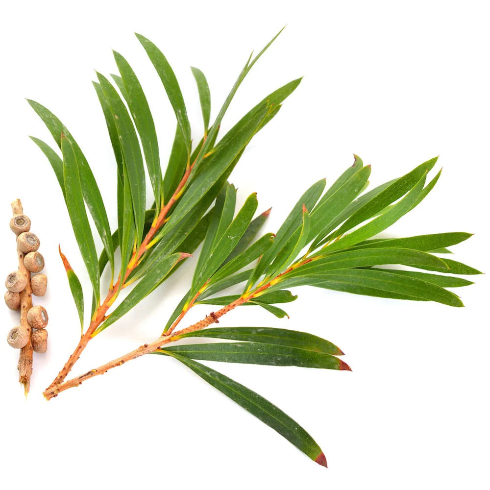 Tea Tree Oil (China)