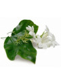 Jasmine Sambac Absolute (1% in Dipropylene glycol)