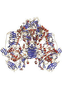  Lactase Enzyme (Acid, 10,000U/g)