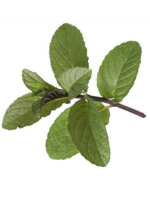 Patchouli Oil (Indonesia)