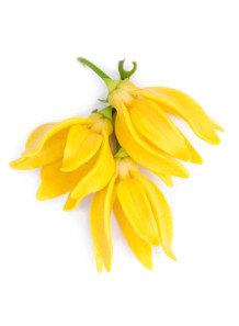 Ylang Ylang Oil (Synthetic,...