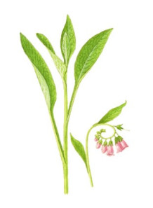 Allantoin
