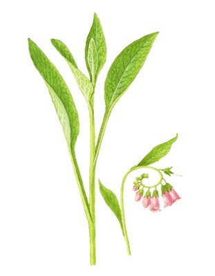 Allantoin