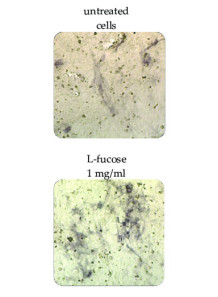 FucoCell™ (L-Fucose from...