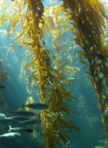 Sea Kelp Bioferment