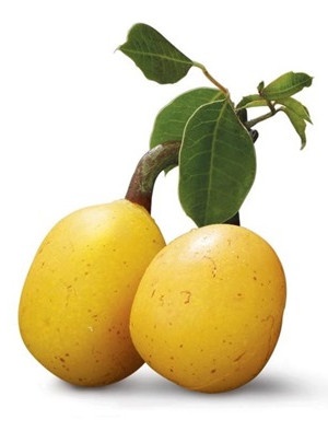 Marula Oil (Cold-Pressed, South Africa)