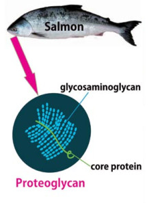 S-Proteoglycan™ Powder (Salmon Cartilage Protein, Pure)