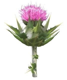 Silybum Marianum Fruit Extract (Water Soluble Powder)