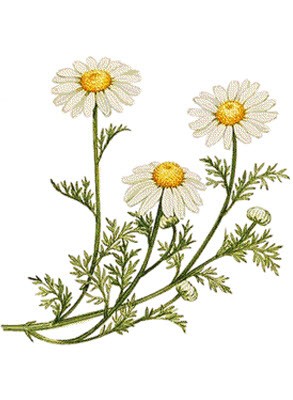 Natural Bisabolol (Brazil Chamomile)