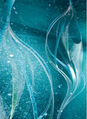 Marine Plankton (Lifting, Tightening)