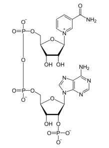 Nicotinamide Adenine...