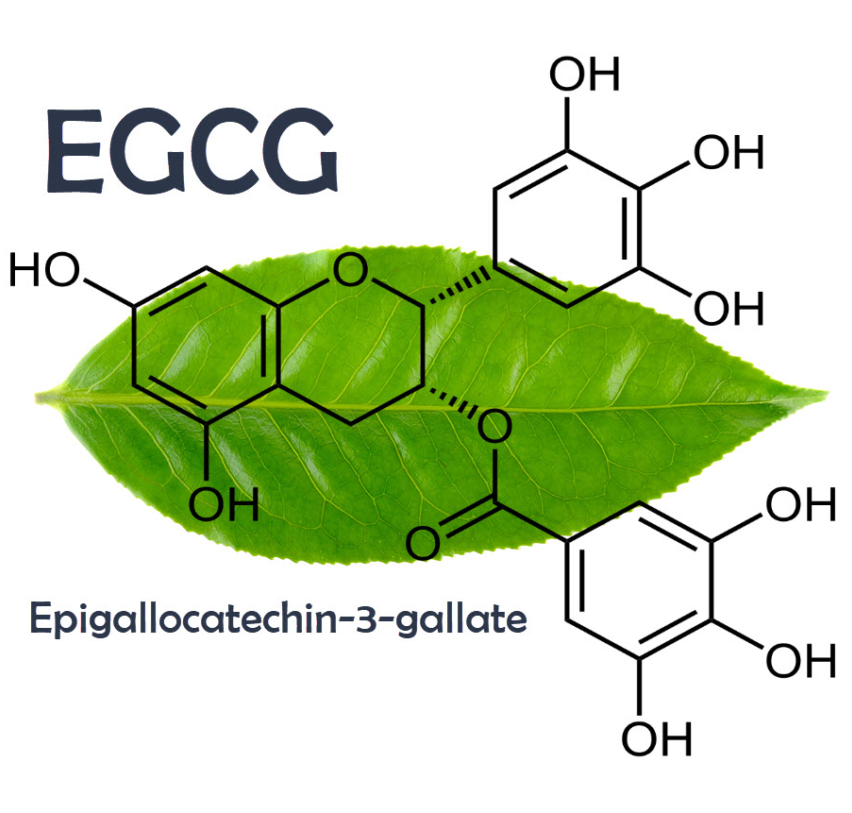 Micromul™ EGCG (Microemulsion Epigallocatechin Gallate)