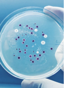  Mild Preserved™ COS (pH 2-8, Broad Spectrum, No-Odor)