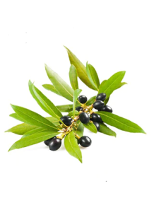 Laurel Berry Oil