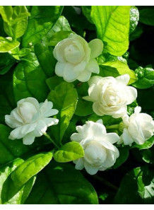 Jasmine Flavor...