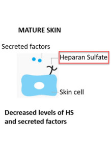 Heparan Sulfate (From...
