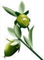 Jojoba Oil (Golden - Deodorized)