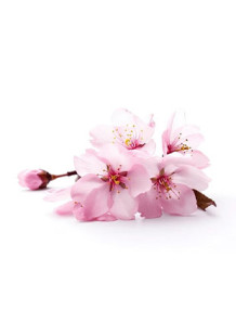 Cherry Blossom Flavor...