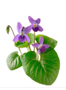 Violet Flower Essence...