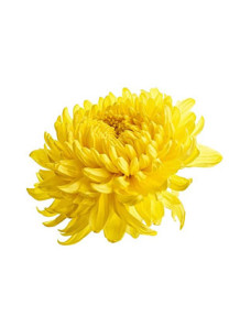 Chrysanthemum Flavor (Water...