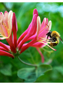  Original Honeysuckle Flavor (Water & Oil Soluble, Propylene Glycol Base)