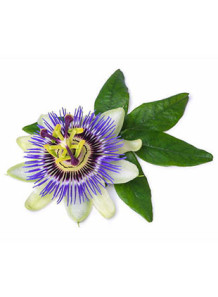 Passion Flower Extract...