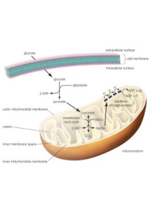 Adenosine Triphosphate...